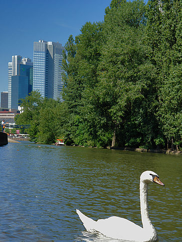 Fotos Main mit Schwan | Frankfurt am Main