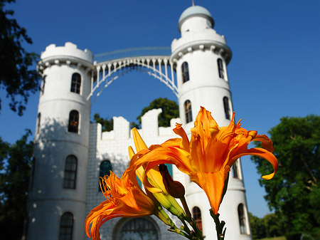 Fotos Blumen auf der Pfaueninsel