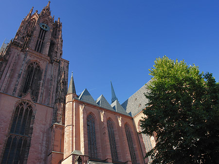 Kaiserdom St. Bartholomäus mit Baum