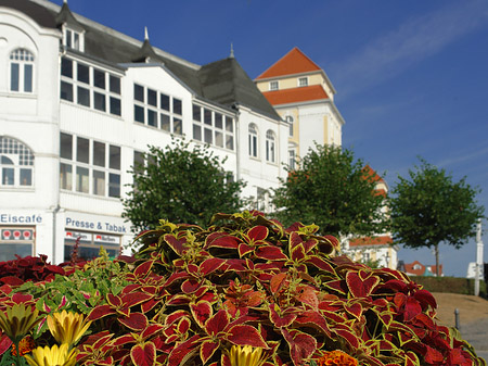 Fotos Seebrücke Binz