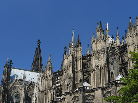 Kölner Dom mit Baum Fotos