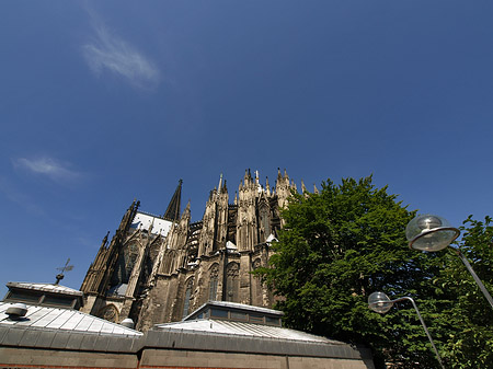 Kölner Dom mit Baum Fotos