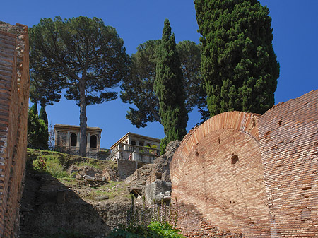 Bäume im Forum Romanum