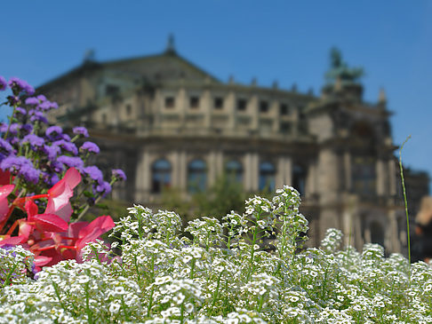 Fotos Semperoper mit Blumen | Dresden