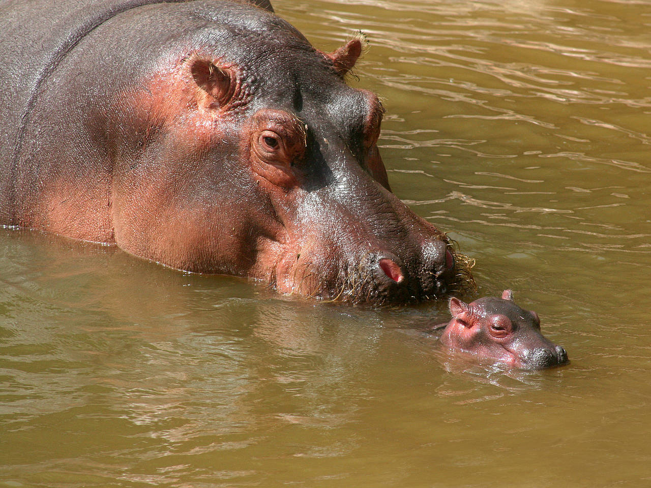 Foto Zoo Budapest - Budapest